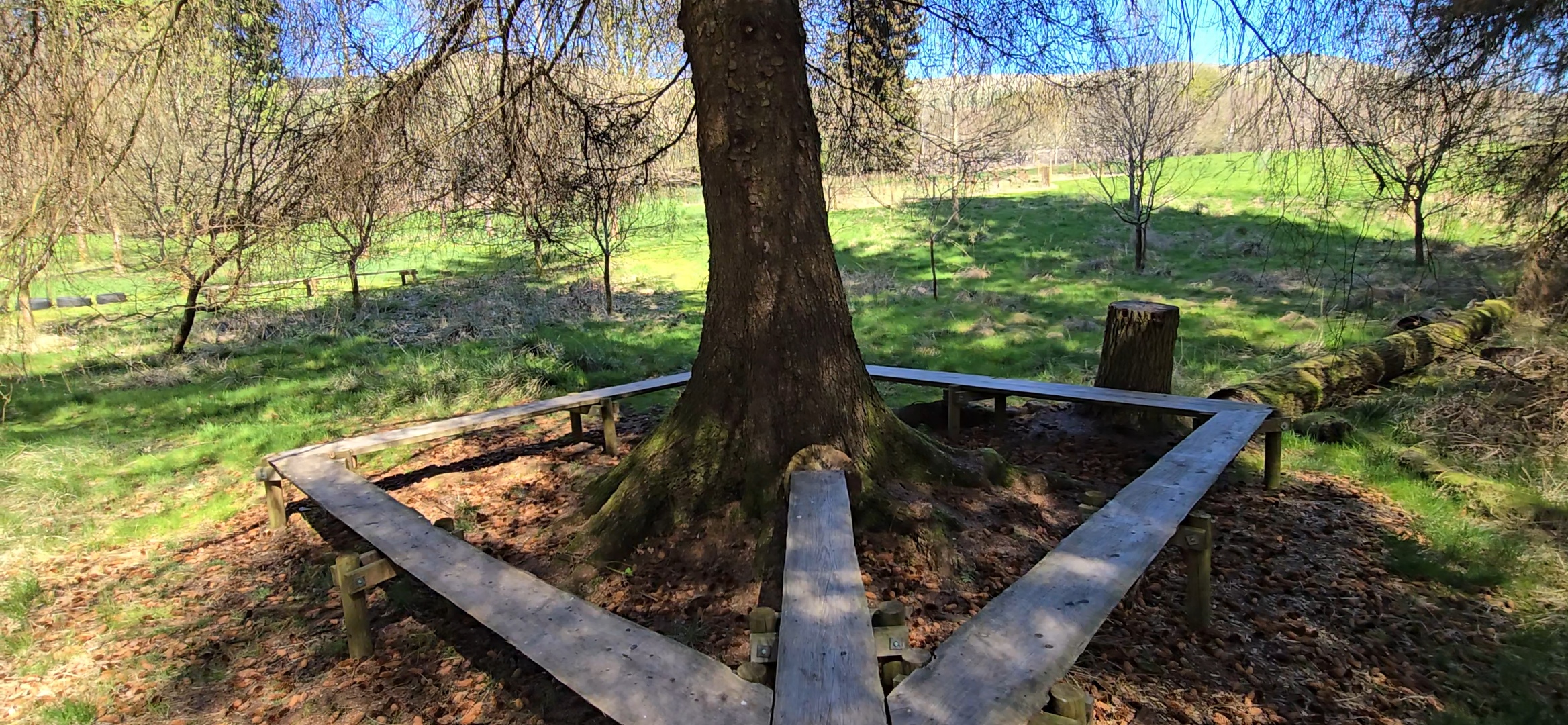 Elevated walkway around a large tree in the Stewart Woodland