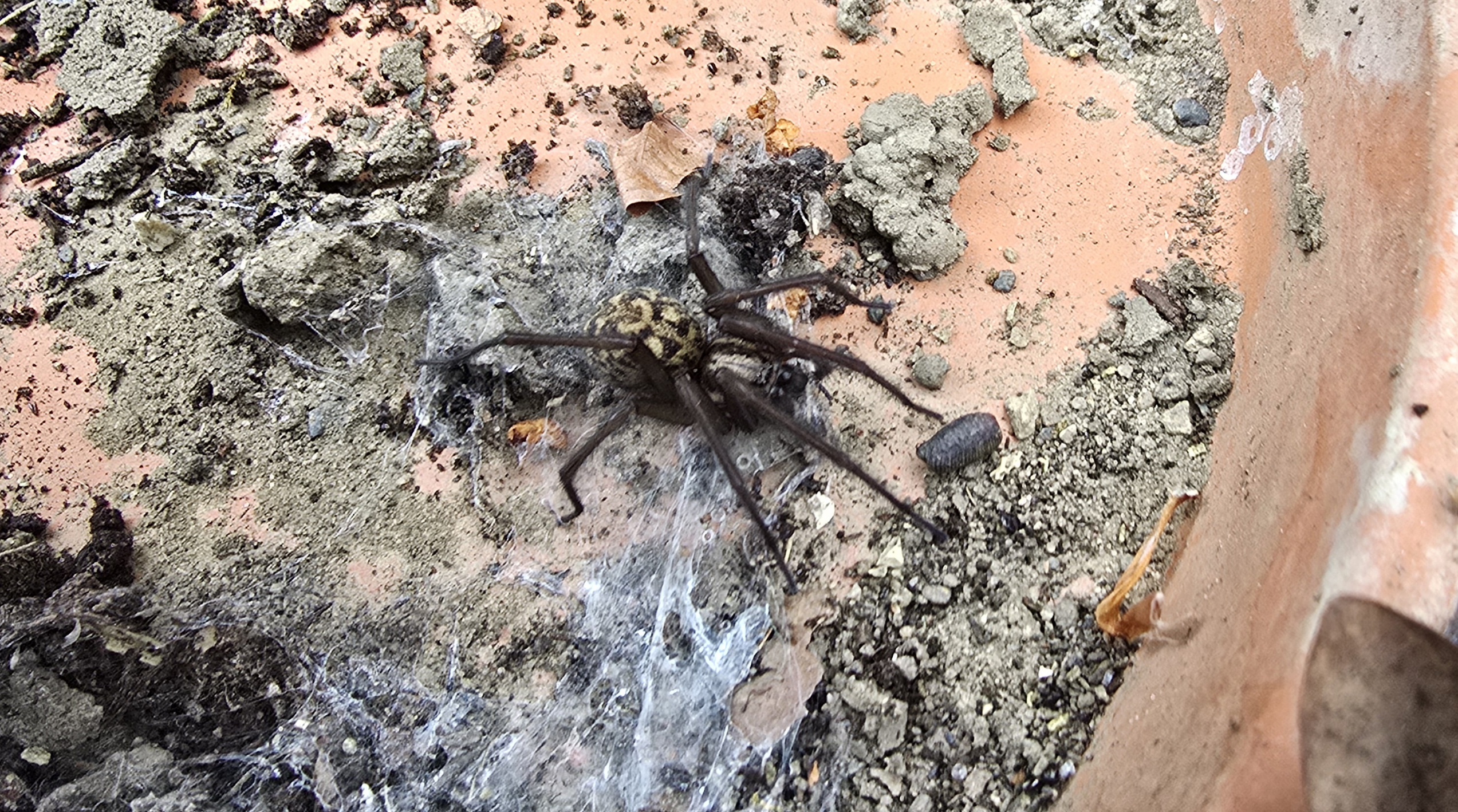 A large wolf spider on a terracotta pot in the garden