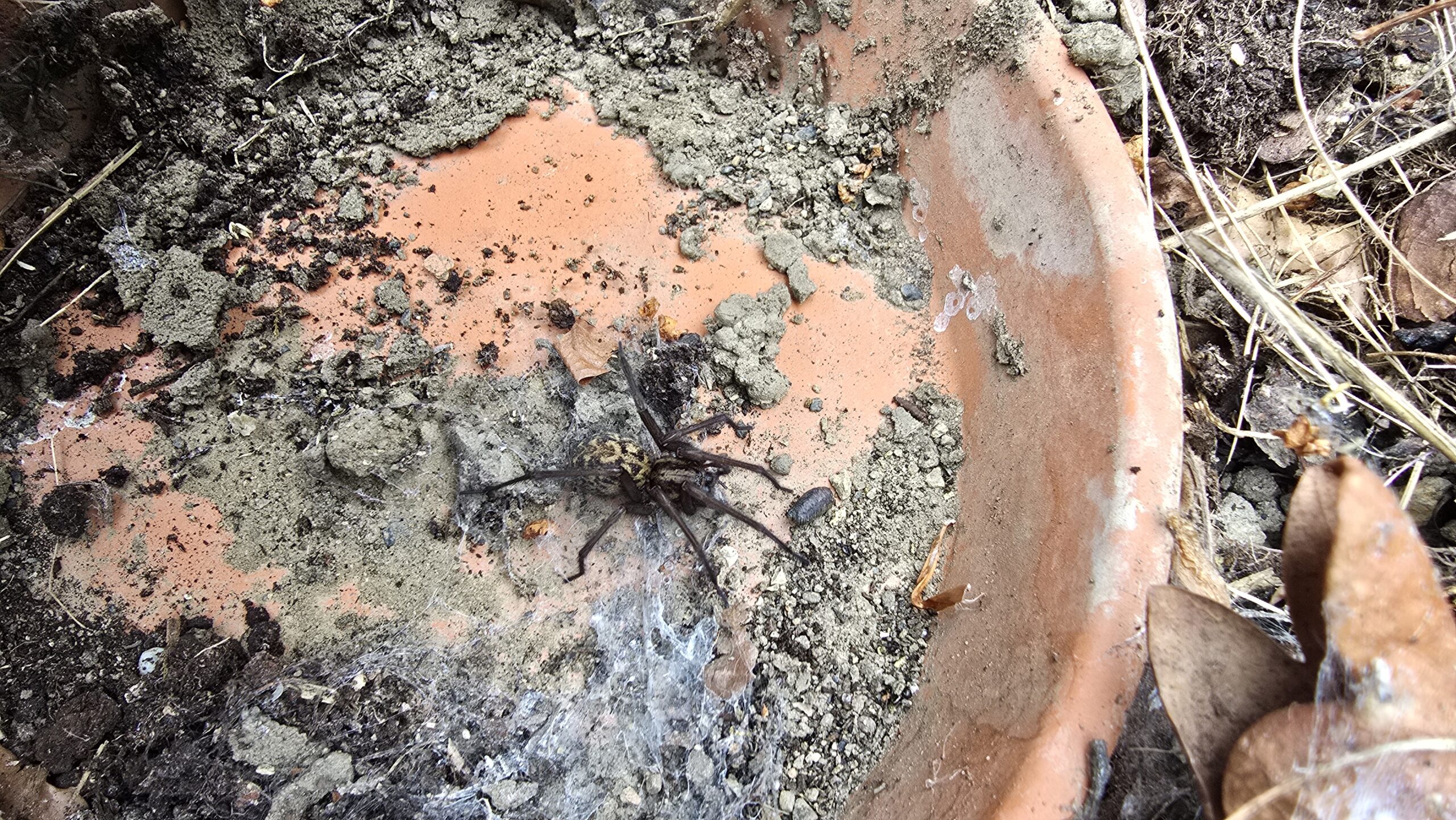 A huge cellar spider on the wall with hand for scale