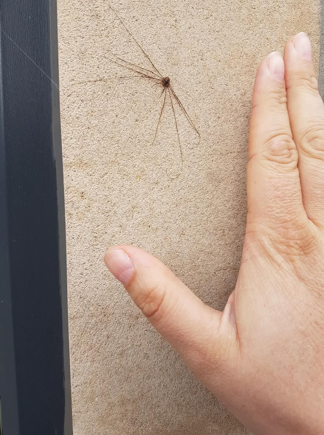 Selfie in the garden where the spider was spotted